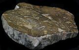 Polished, Jurassic Petrified Wood (Conifer) - Australia #33929-1